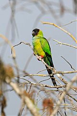 Nanday Parakeet